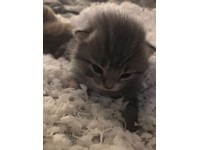 free kittens redbridge